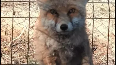 Kayıp Tilki Gübre Çukurundan Kurtarıldı