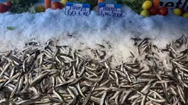 Hamsi Fiyatlarında Düşüş Devam Ediyor