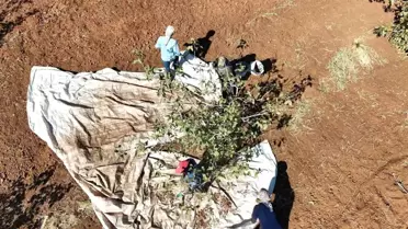 İdil'de Fıstık Hasadı Bereket Getirdi