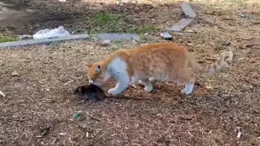 Kedi ve Fareden Dostluk Anları