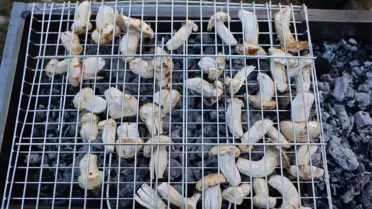 Kilosu etle yarışıyor! Japonların gözdesi 'beyaz altın'da hasat başladı