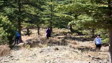 Adana'da Sedir Mantarına Talep Artıyor: 'Beyaz Altın' İhracata Açıldı