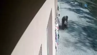 Ağrı'da Öğretmenlerden Hayat Kurtaran Müdahale