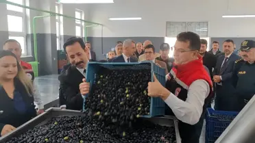 Şarköy Zeytini Hasat Etkinliği Düzenlendi