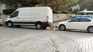 Divriği'de Baş Belası: Sokak Köpekleri Otomobili Parçaladı