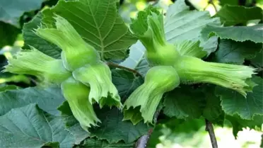 Düzce'den Fındık İhracatı