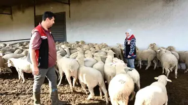 Aliağa'da Damızlık Koyun Üretim Merkezi Projesi Tamamlandı