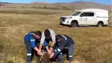 Bataklığa Saplanan İnek Kurtarıldı