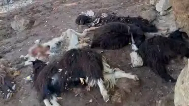 Kurt Saldırısı: 10 Keçi Telef Oldu