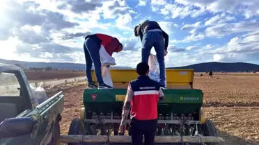 Çavdarhisar'da Tohum Dağıtımı ve Ekimi