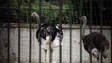 İspanya Kuş Gribine Karşı Önlem Aldı