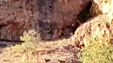 Arapgir'de Yaban Keçileri Görüntülendi