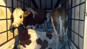 Çalıntı Hayvanlar Jandarmanın Elinde