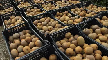 Samsun'da 2025 Yılı Hasat Etkinliği