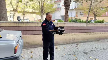 Mahsur Kalan Kedi İtfaiye Tarafından Kurtarıldı