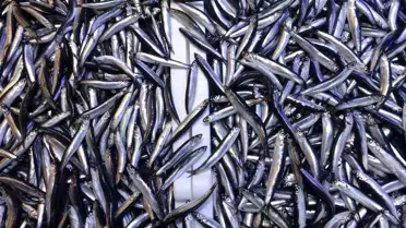 Hamsi İhracatı 12.9 Milyon Dolar