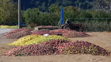 Eğirdir'de Elma Hasadında %40 Kayıp!