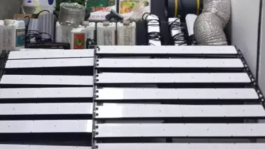 İzmir'de Hint Keneviri Operasyonu