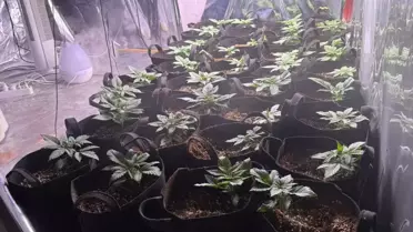 İzmir'de Hint Keneviri Operasyonu