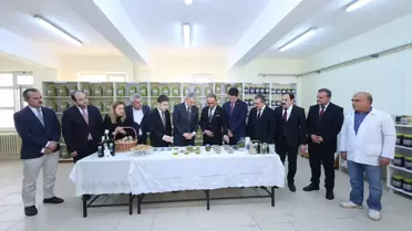 Vali Akkoyun Derik'te Zeytin Hasadı Yaptı