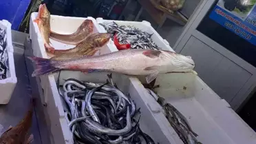 Sinop'ta 9 Bin Liralık Dev Deniz Levreği Yakalandı