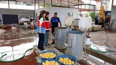 Antalya'da Sağlıksız Patates İşletmesine Denetim: Tonlarca Patates İmha Edildi