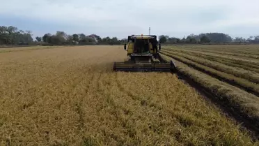 Samsun'da Çeltik Hasadı Tamamlanıyor