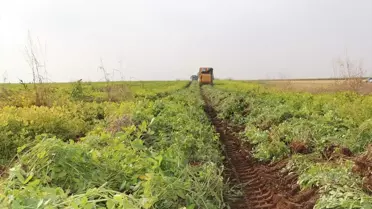 Silopi'de Yer Fıstığı Hasat Şenliği
