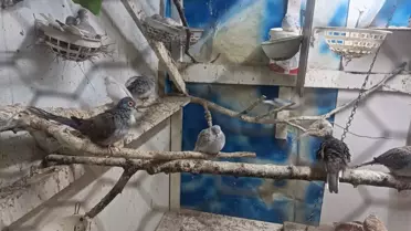 Çorlu'da Yasa Dışı Hayvan Operasyonu