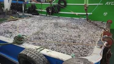 Türkeli'de Hamsi Avcılığı Denetimi