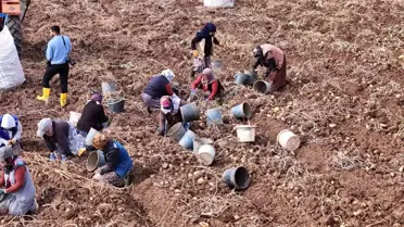 Sivas'ta Patates Sökümü Devam Ediyor