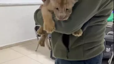 Yasa Dışı Afrika Aslanı Yavrusu Ele Geçirildi