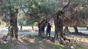 Gökçeada'da Yalnızca Yetişen Ladolia Cinsi Zeytinler Doğal Tarımla Üretiliyor