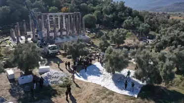 Milas'ta Zeytin Hasat Şenliği