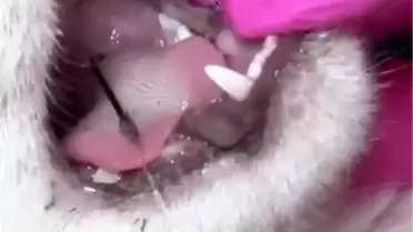 Kediyi Kanca Takılı Kurtarma Hikayesi