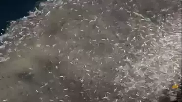 Çanakkale'de Yavru Kupes Balığı Denize Salındı