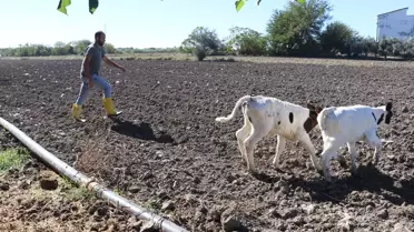 Davut Budamlı'nın Süt Çiftliği Hayali Gerçekleşti