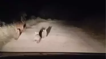 Eruh'ta Ayı ve Yavruları Görüntülendi