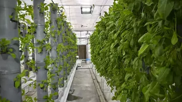 Dikey Tarım ile Sürdürülebilir Üretim