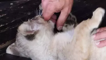 Tuzla'da Kaçak Yavru Aslan 'Hugo' Koruma Altında