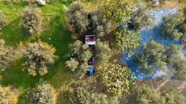 Zeytin hasadı başladı, Marmarabirlik'ten 70 bin tonluk alım ve 50 milyon dolarlık ihracat hedefi