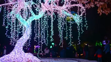 Varşova'da Sihirli Botanik Bahçesi Işık Gösterisi