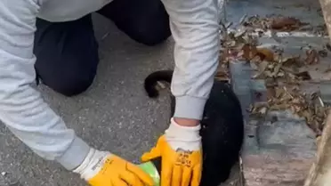 Bodrum'da Kediyi Konserve Kutusundan Kurtardılar