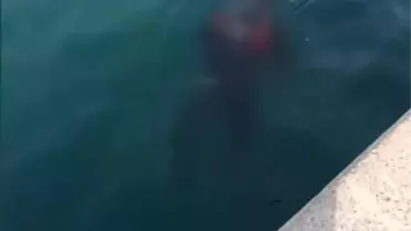 Beykoz'da dehşete düşüren olay! Balık tutanların oltasına ceset takıldı