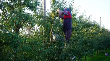 Edirne'de Meyvecilik Gelir Kaynağı Oluyor