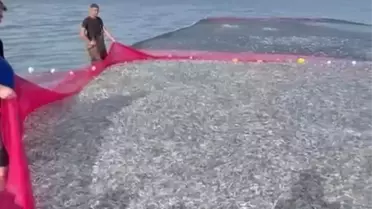 İznik Gölü'nde Rekor Balık Avı