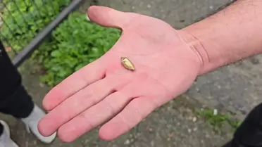 Kayıp Kedi, Mermiyle Döndü