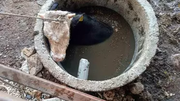 Kuyuya Düşen İnek İtfaiye Ekipleri Tarafından Kurtarıldı