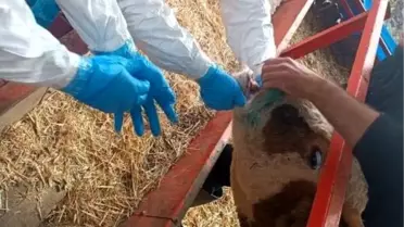 Nazilli'de Şap Hastalığıyla Mücadele