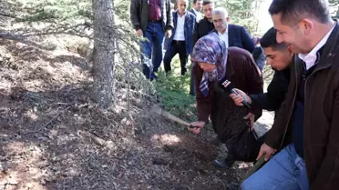 Adana'da Sedir Mantarında Dikkatli Toplama Uyarısı